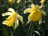 Daffodils 100 seeds - Slim Wallet Company