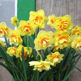 Daffodils 100 seeds - Slim Wallet Company