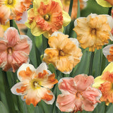Daffodils 100 seeds - Slim Wallet Company