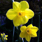 Daffodils 100 seeds - Slim Wallet Company