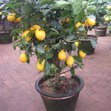 Bonsai Lemon Tree Seeds 50 pieces / bag - Slim Wallet Company