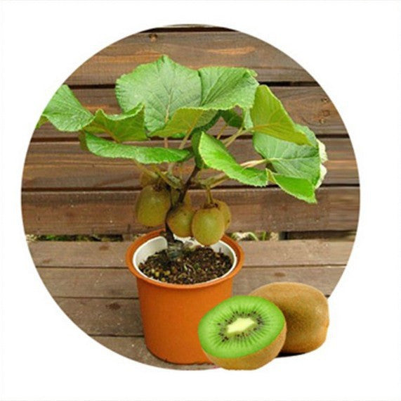 Kiwi fruit seeds - 100 pcs - Slim Wallet Company