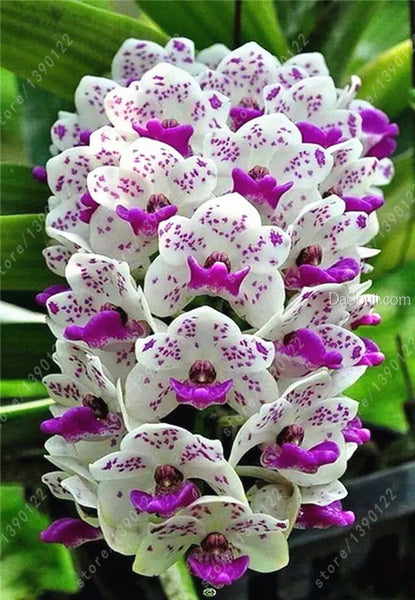 100pcs Cymbidium Orchid - Slim Wallet Company